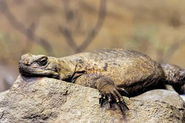 Chuckwalla,  Sauromalus ater are found primarily in arid regions of the southwestern United States and northern Mexico