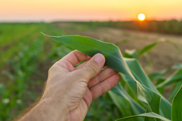 istock Farmer examining sorghum plants in field 1168941586