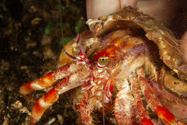 istock Hermit crab, Grosser Roter Einsiedlerkrebs (Dardanus calidus) 1168941593