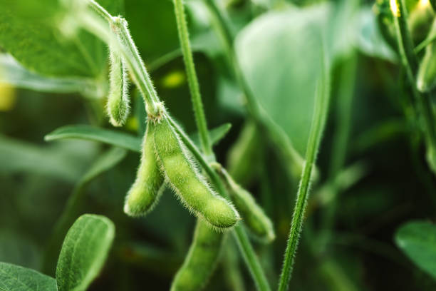 Unripe organic soybean pods stock photo