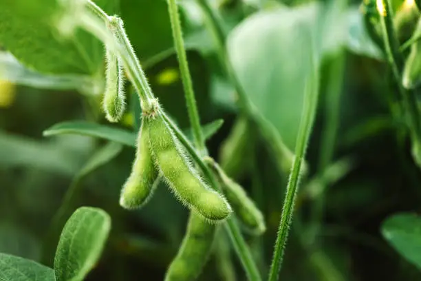 Unripe organic soybean pods in cultivated field