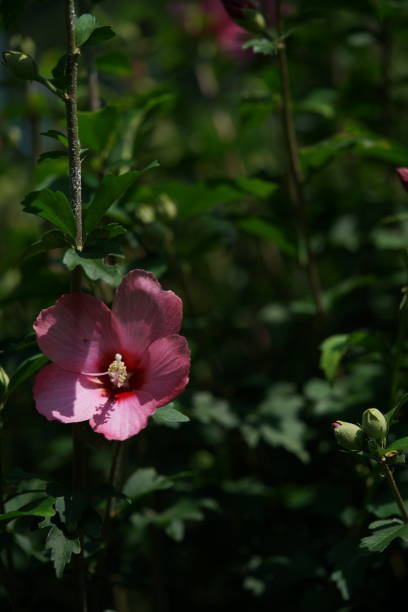 istock Rose of Sharon - Pale Red and Red 1168941737
