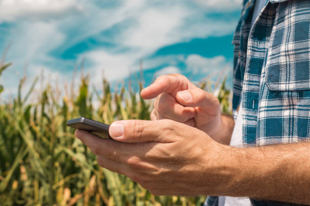 istock Agronomist typing text message on smartphone out in corn field 1168941971