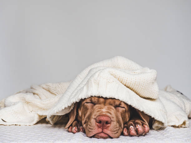 istock Young charming puppy wrapped in a scarf 1168942090