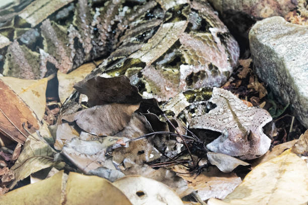 istock Gaboon Viper  Bitis gobonica is native to West Central Africa 1168942703