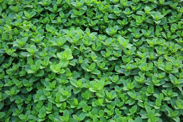 istock Dense mint plant growing at vegetable garden 1168942857