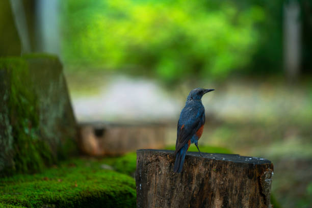 Birds on the stone lamp