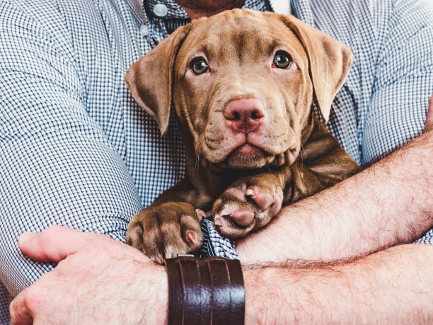 istock Man hugging a young, charming puppy. Close-up 1168942973