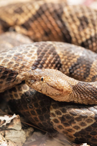 Northern Copperhead venomous pit viper found in Eastern North America Northern Copperhead, Agkistrodon contortrix  is a venomous pit viper found in Eastern North America southern copperhead stock pictures, royalty-free photos & images