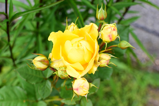 Banner Yellow rose Bush in the garden Blooming plant blurred background selective focus. Top view