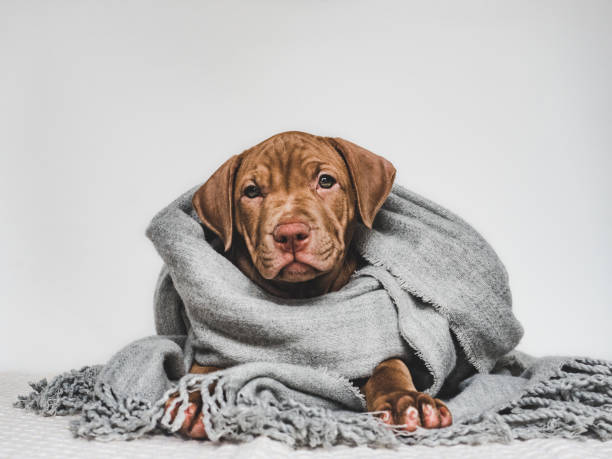 istock Young puppy, wrapped in a gray scarf 1168943255