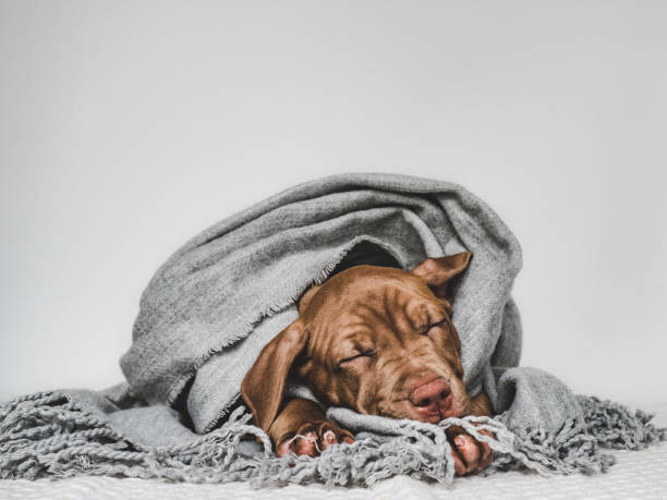 istock Young charming puppy wrapped in a scarf 1168943304
