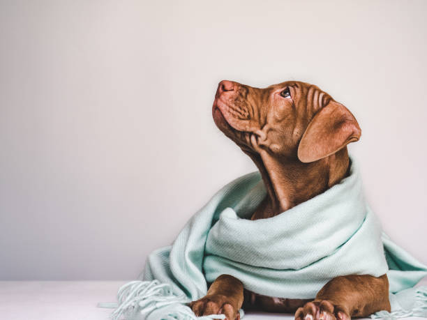 istock Young puppy, wrapped in a gray scarf 1168943332