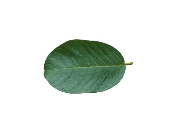 istock Rain drops on green leaves Isolated white background 1168943781