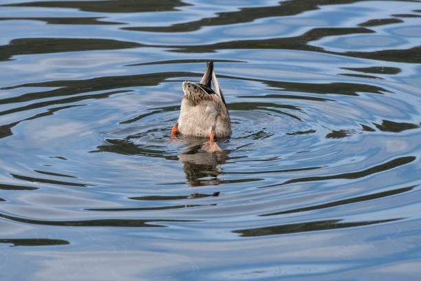 Dabbling duck (also called dipping, surface-feeding, pond, river, or freshwater duck) feeding on water plants by tipping-up in shallow blue water of a lake in Bergen, Norway on a sunny day in summer. The image was captured with a fast prime 300mm telephoto lens and a full frame DSLR camera at low ISO resulting in a large clean file. Shallow depth of field. Blurred background. The bird has been placed in the centre of the frame allowing for cropping and/or space for copy.