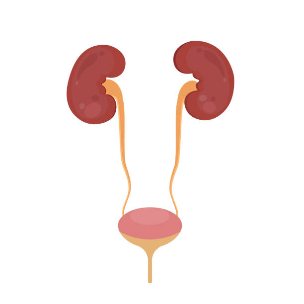 169 Kidney Disease Cartoon Illustrations & Clip Art - iStock