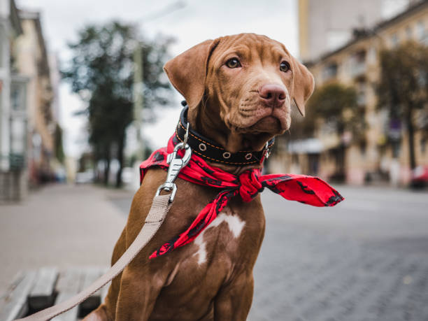 Cute, serious puppy sitting on a bench