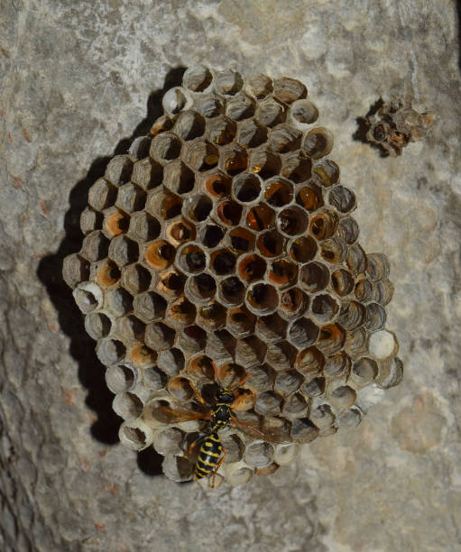 istock Wasp nest with wasps sitting on it. 1168945972