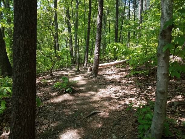 istock path or trail in the woods or forest with green leaves 1168946305