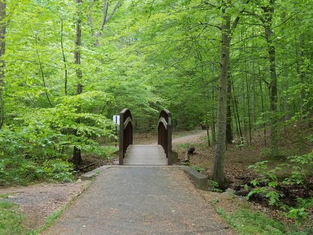 istock brdige with railing and trees with green leaves and trail 1168946322