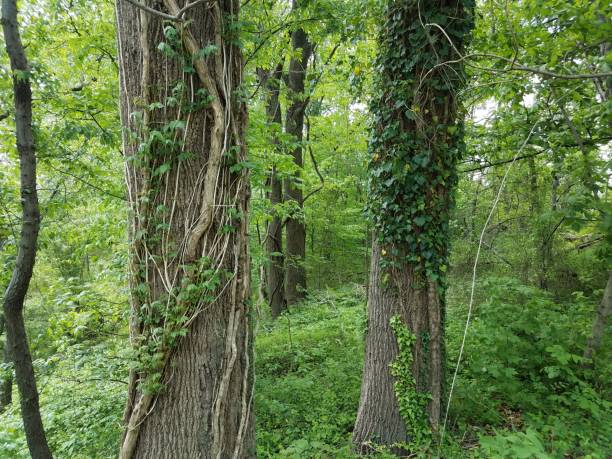 istock trees and vines and green leaves in forest 1168946324
