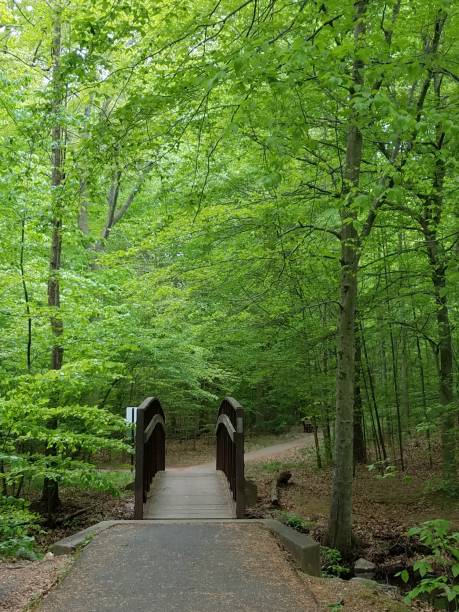 istock brdige with railing and trees with green leaves and trail 1168946470
