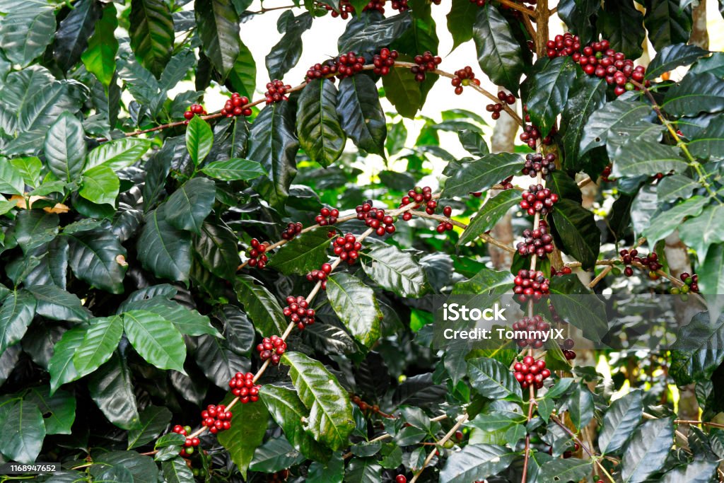 Coffee fruit tree Coffee tree (Coffea arabica) with berries fruit Coffee Plant Stock Photo