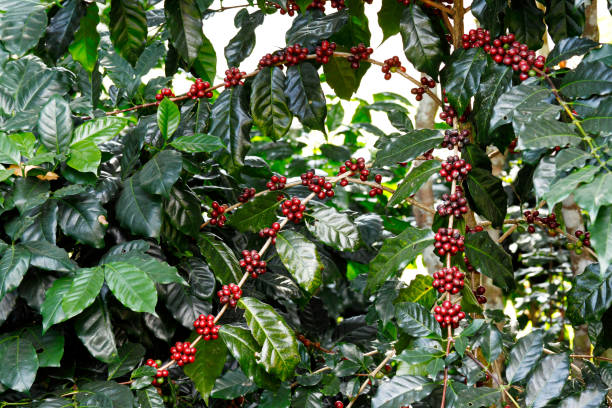 Coffee fruit tree stock photo