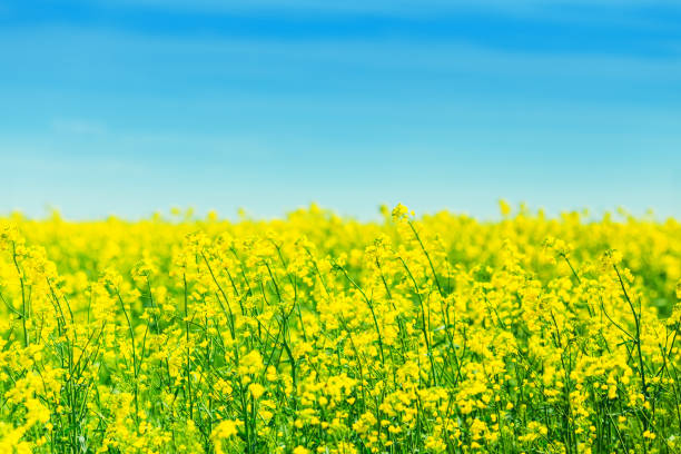 istock field with bright yellow flowers 1168947892