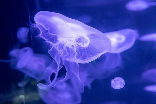 istock blue Sea Moon Jellyfish on a black background, close up 1168949093