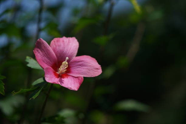 istock Rose of Sharon - Pale Red and Red 1168949511