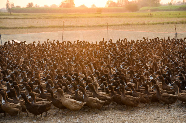 Flock of ducks with sunlight shining in stall