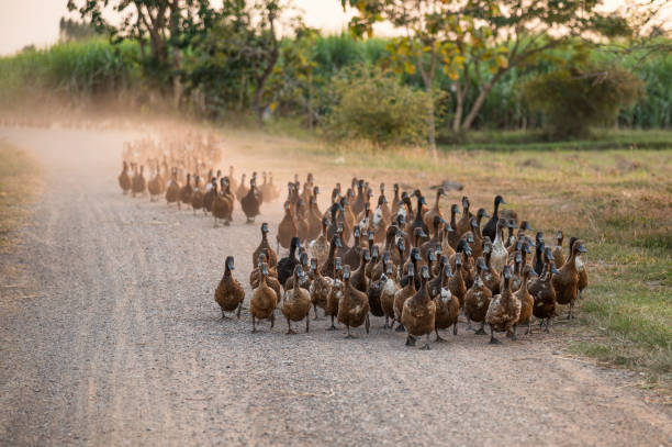 istock Flock of ducks herding on dirt road 1168950388