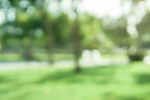 abstrakte verschwommene blätter von bäumen im naturwald mit sonnigem und bokeh licht im öffentlichen park hintergrund für gute umweltkonzept - blurred motion stock-fotos und bilder