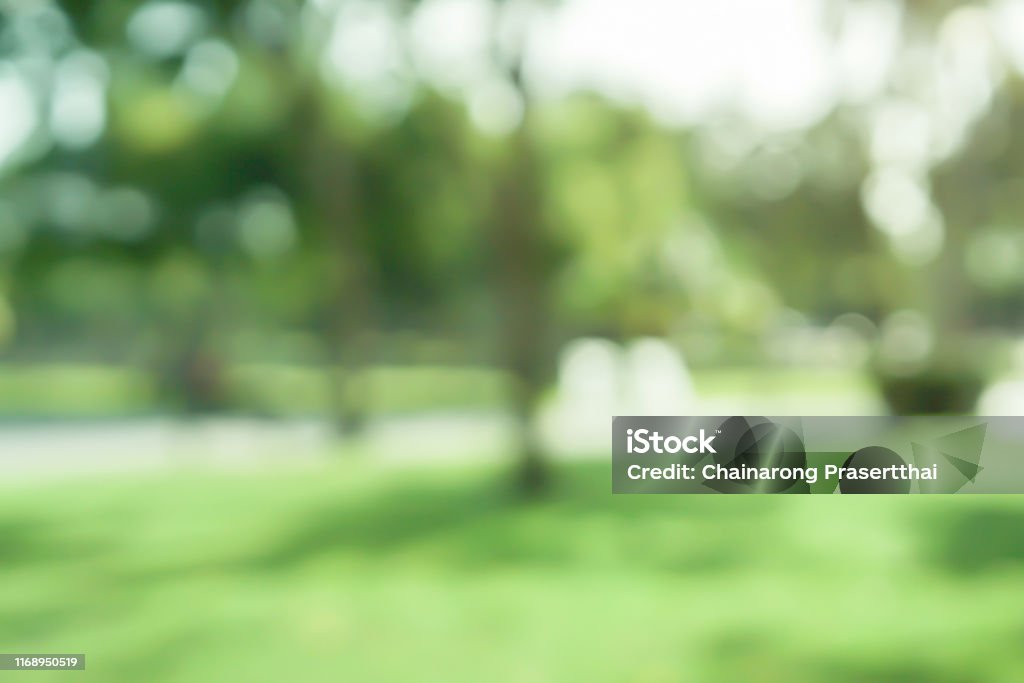 abstract blurred leaves of tree in nature forest with sunny and bokeh light  at  public park background for good environment concept Backgrounds Stock Photo