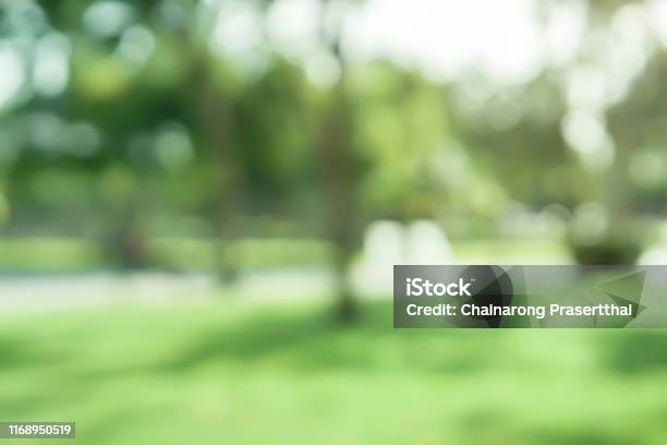 Abstract Blurred Leaves Of Tree In Nature Forest With Sunny And Bokeh Light At Public Park Background For Good Environment Concept Stock Photo - Download Image Now