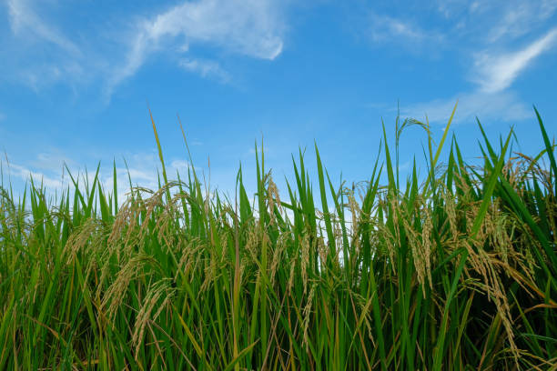 istock Grain that is ready to be harvested 1168950646