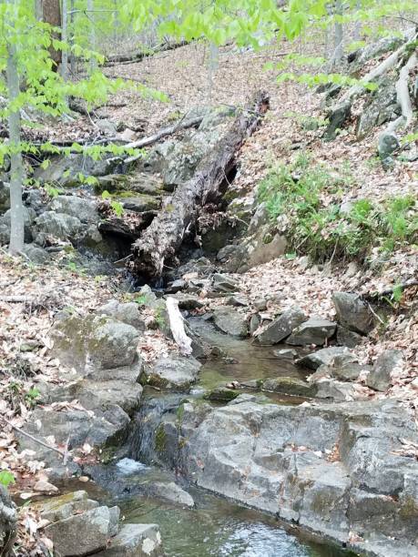 istock creek or stream with trees and brown leaves in forest 1168950854