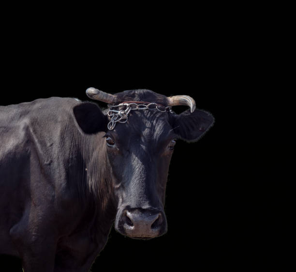 istock fragment of a cow on a black background, farm 1168950876