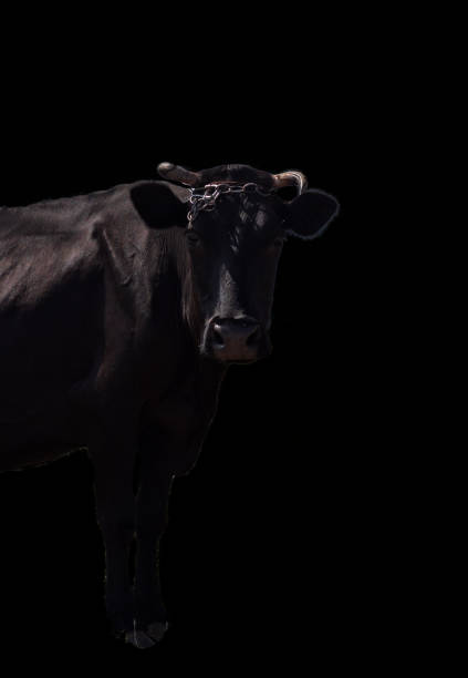 istock fragment of a cow on a black background, farm 1168950924