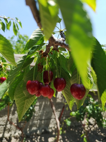 cherry on the tree in my garden