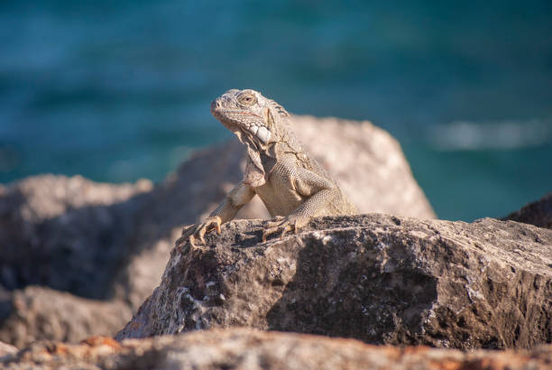 istock Iguana on rocks by sea 1168951947