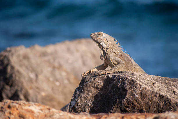 istock Iguana on rocks by sea 1168951954