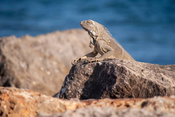 istock Iguana on rocks by sea 1168951955