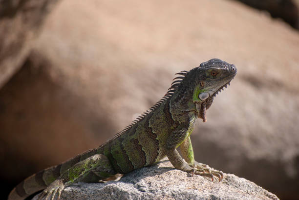 istock Iguana on rocks by sea 1168951962