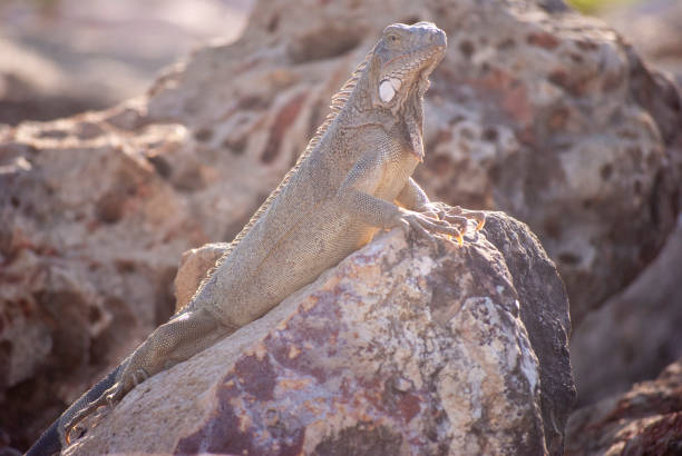 Iguana on rocks by sea