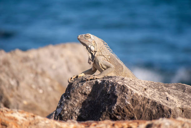 istock Iguana on rocks by sea 1168951988