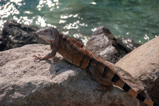 istock Iguana on rocks by sea 1168951994