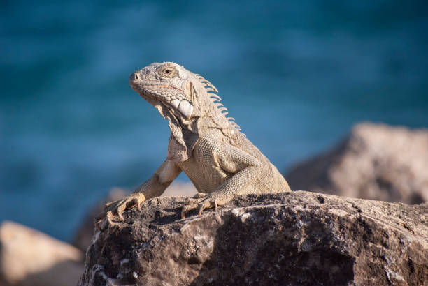 istock Iguana on rocks by sea 1168951995