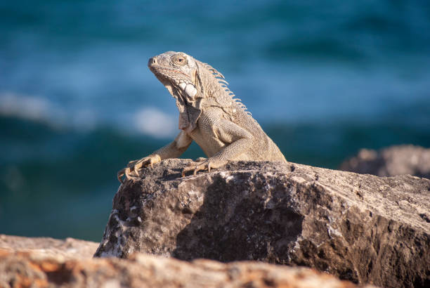 istock Iguana on rocks by sea 1168951999